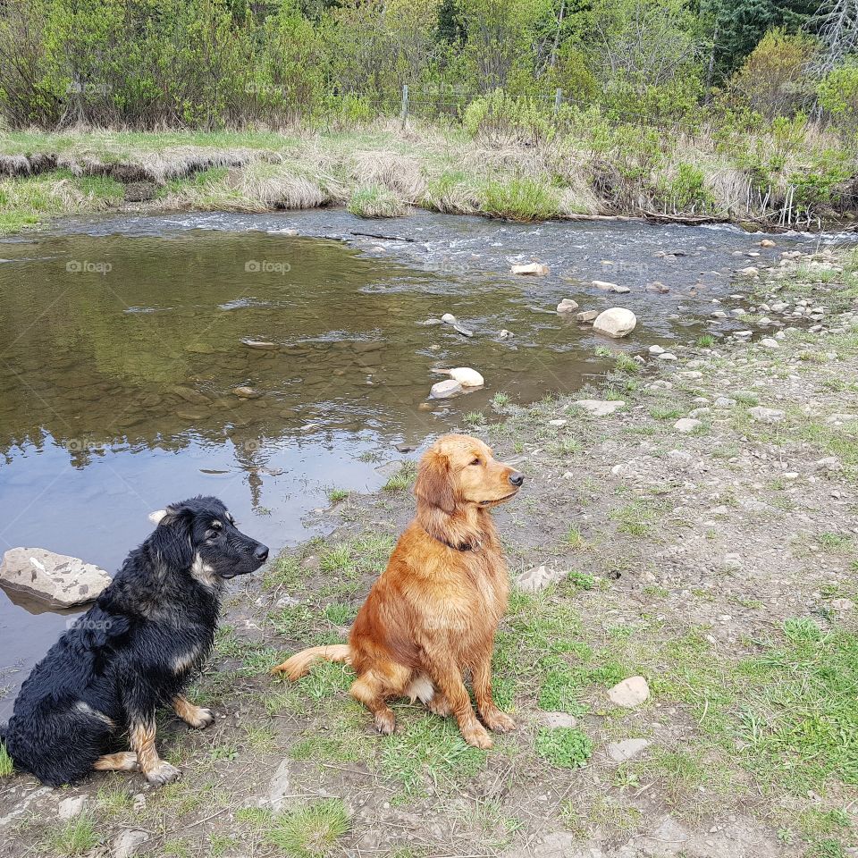 dogs at creek