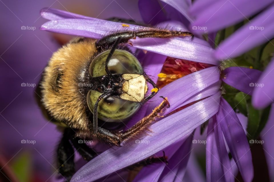 A male eastern carpenter bee seems to be claiming the flower as his. 