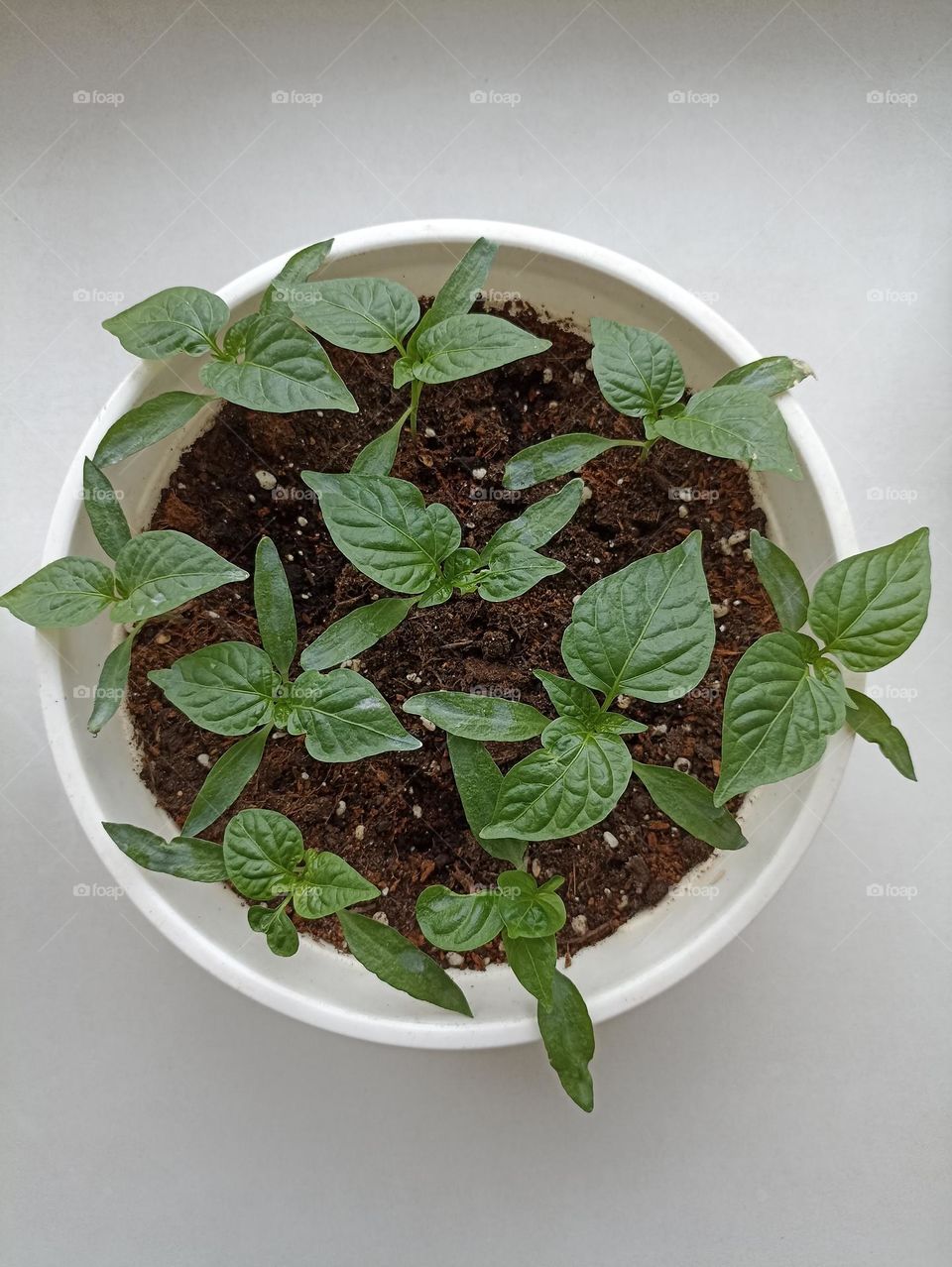 green leaves young 🌱 sprouts in pot spring time