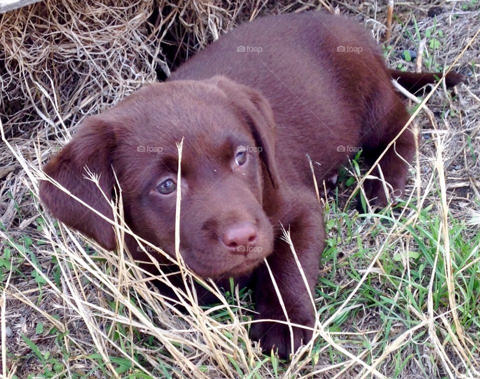 Chocolate lab puppy lying in some grass 
