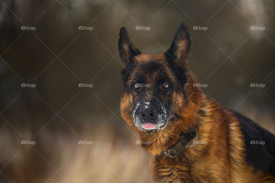 German shepherd dog outdoor portrait in winter forest