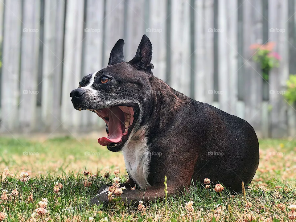 biiiig yawn