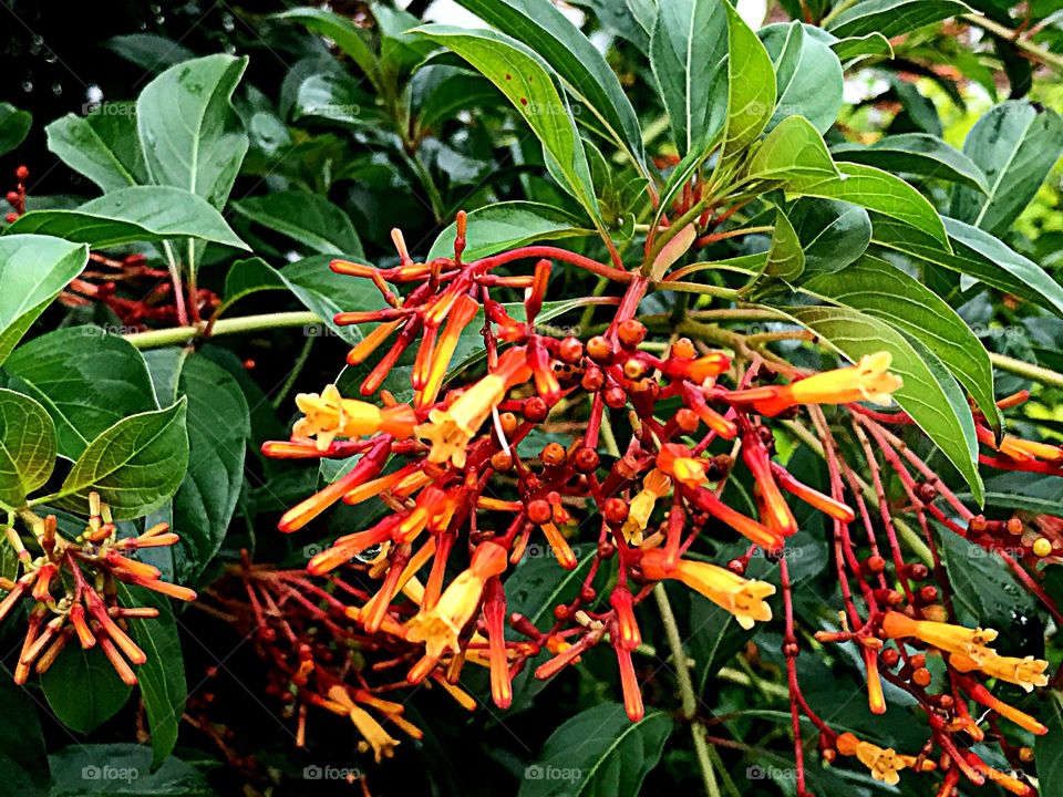 Orange story-Firebush blooms
