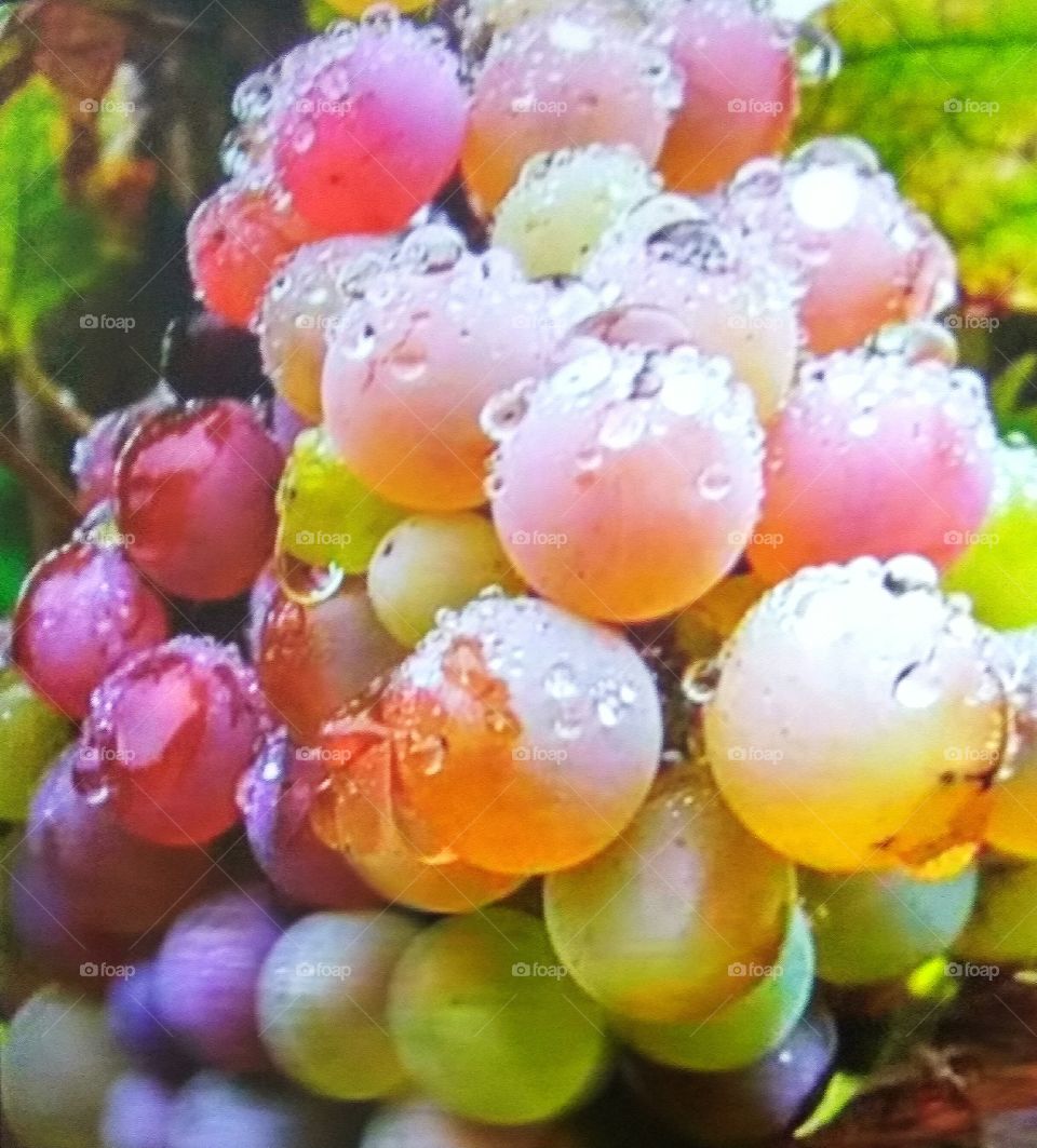 snow grapes