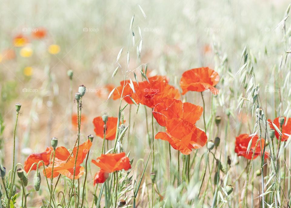 Poppies growing wild in a meadow of grasses under bright sunlight