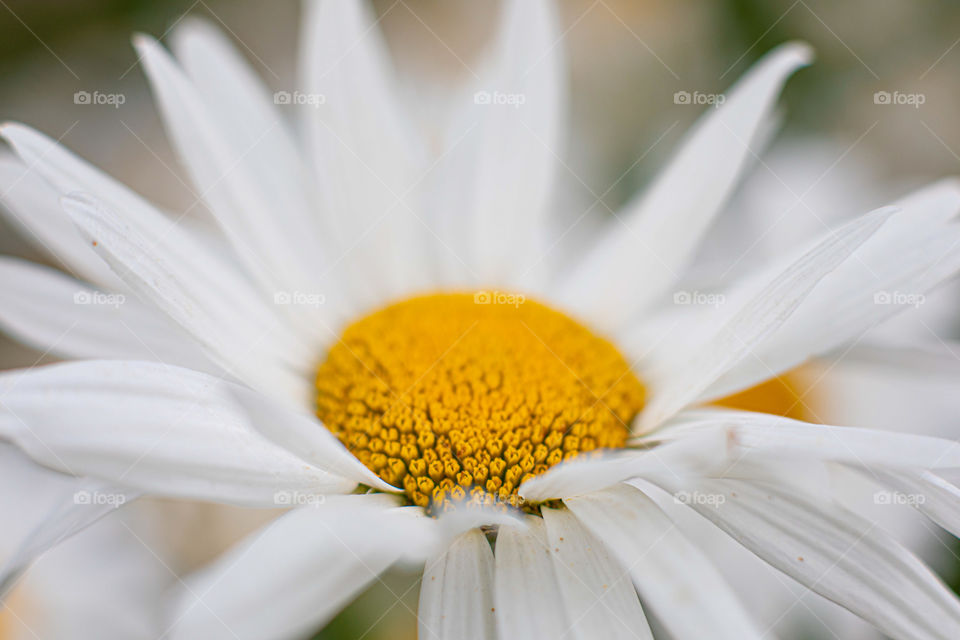 Chamomile flower