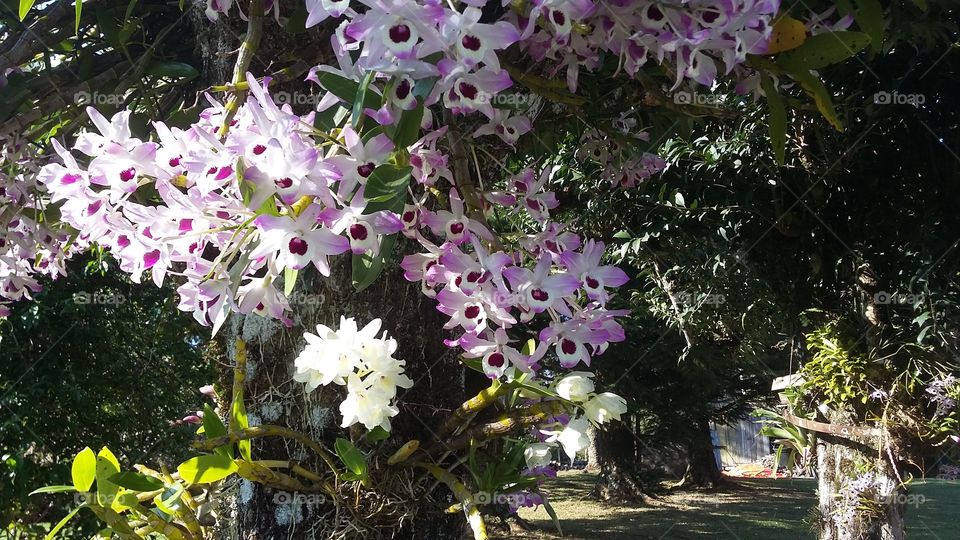orquídeas