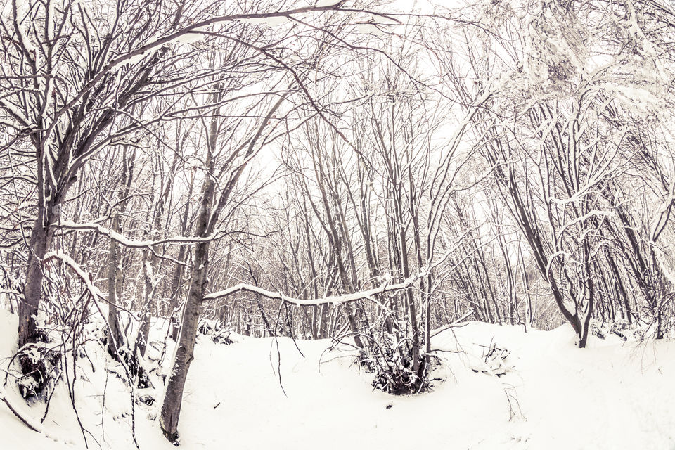 Snowy Forest Landscape With Trees
