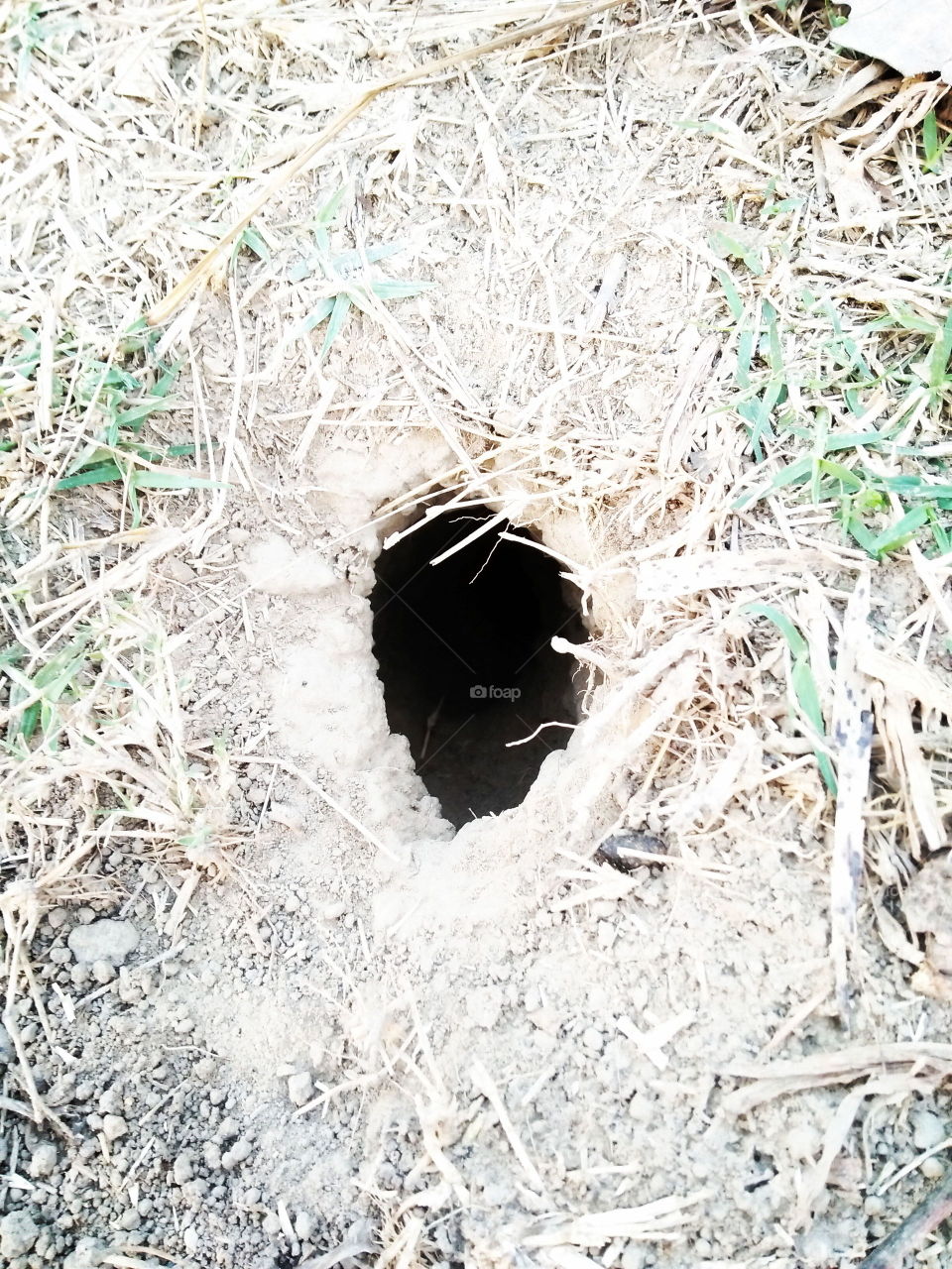 mouse hole