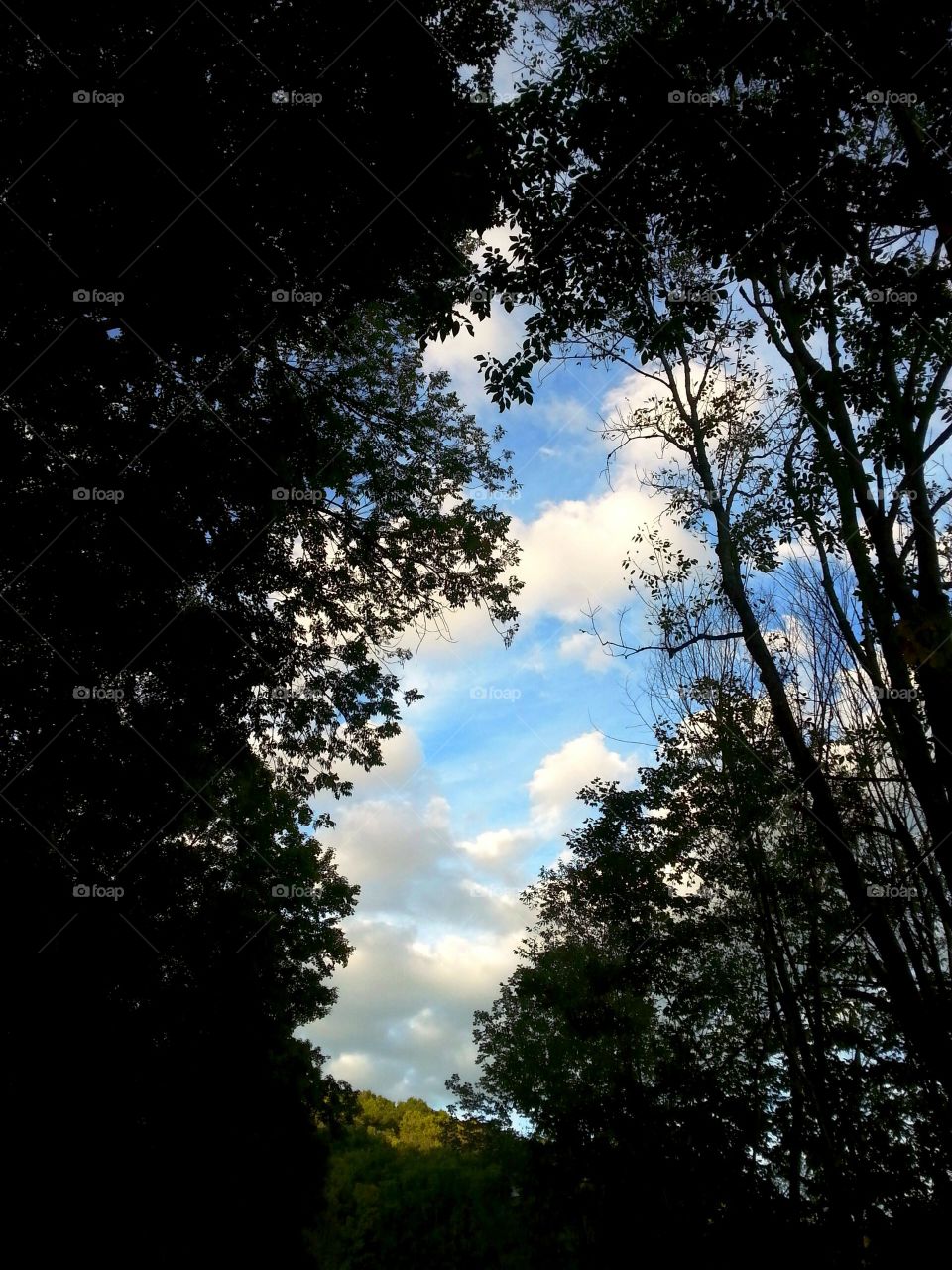 Beautiful Sky Through The Trees