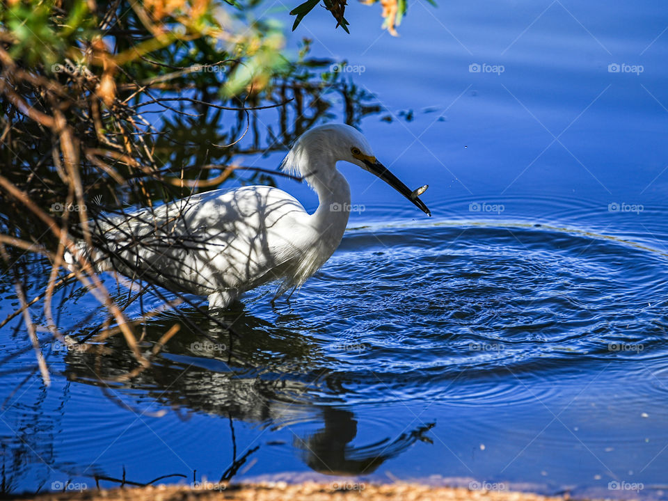 A snowy egret catches a fish and prepares to devour it