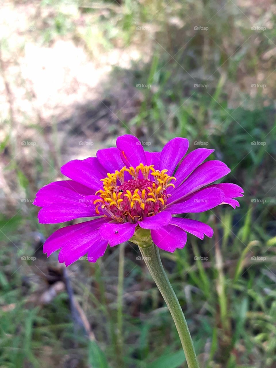 Purple Flower