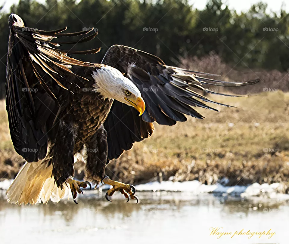 eagle