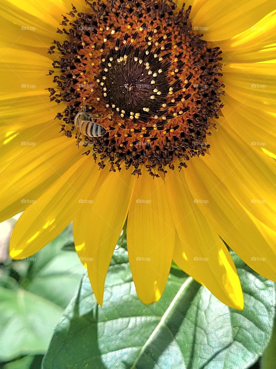 Sunflower and bee