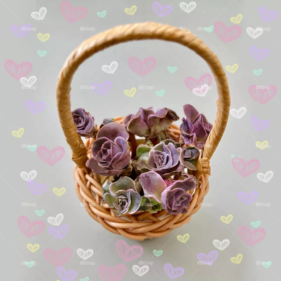 Miniature basket of baby mountain roses (greenovia) with background of pastel coloured hearts