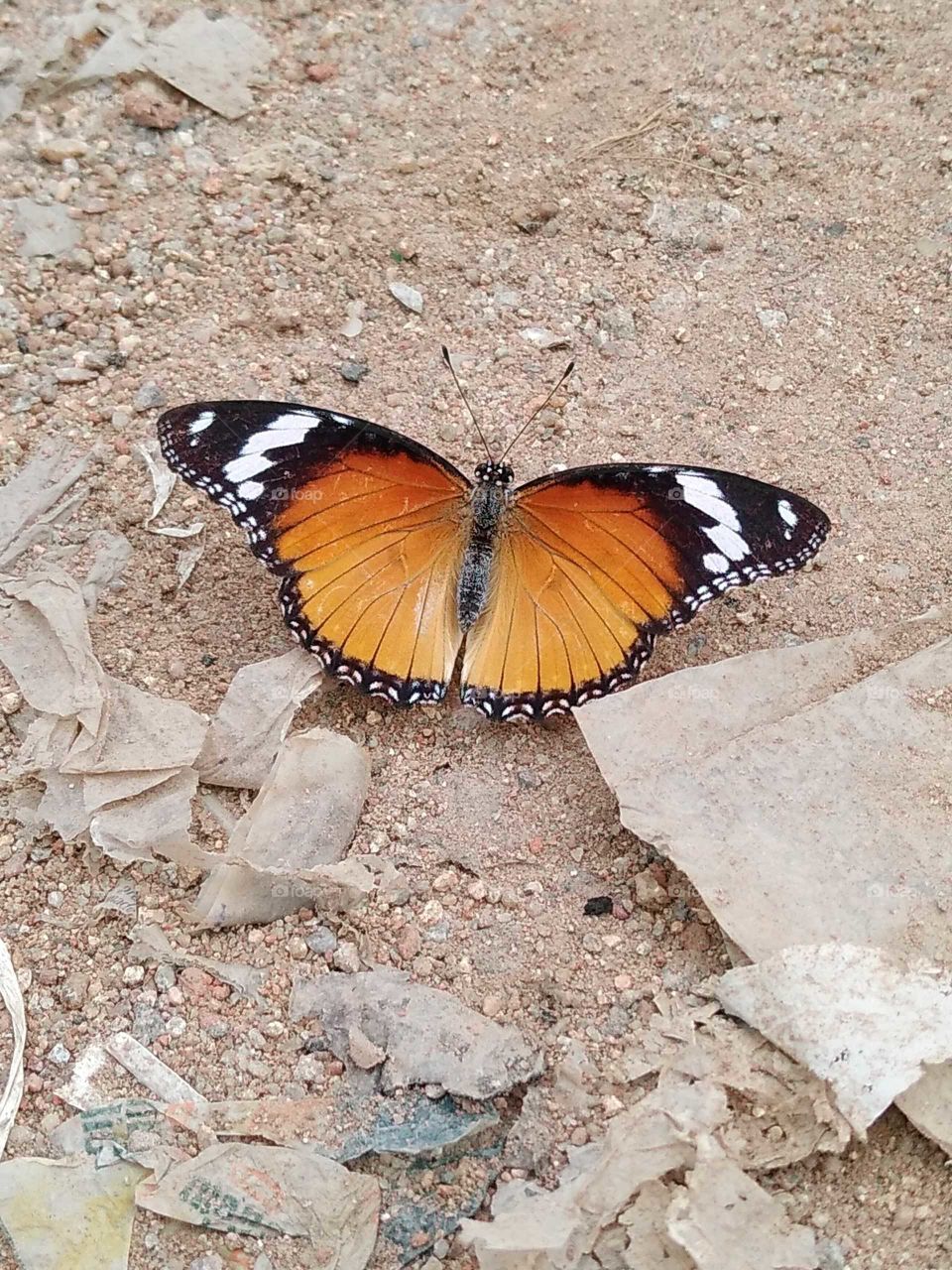 a beautiful butterfly in my garden