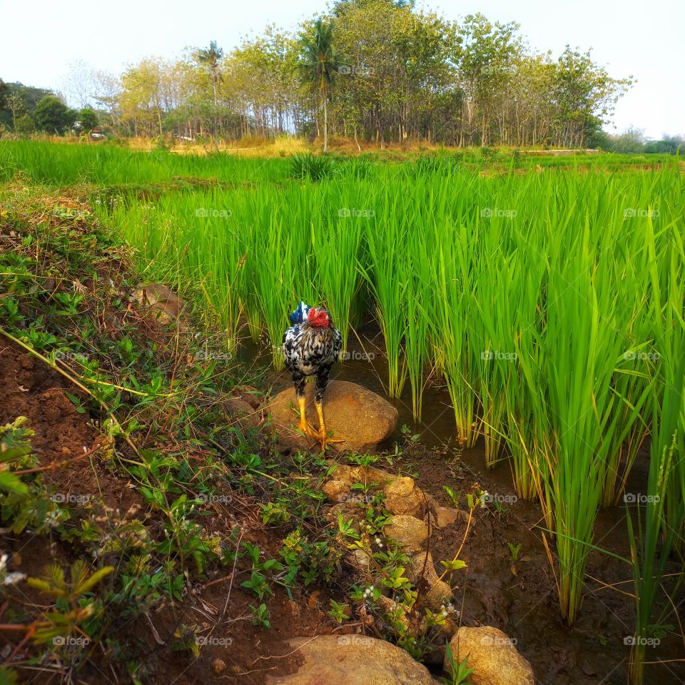 A rooster looking for food in the rice fields
