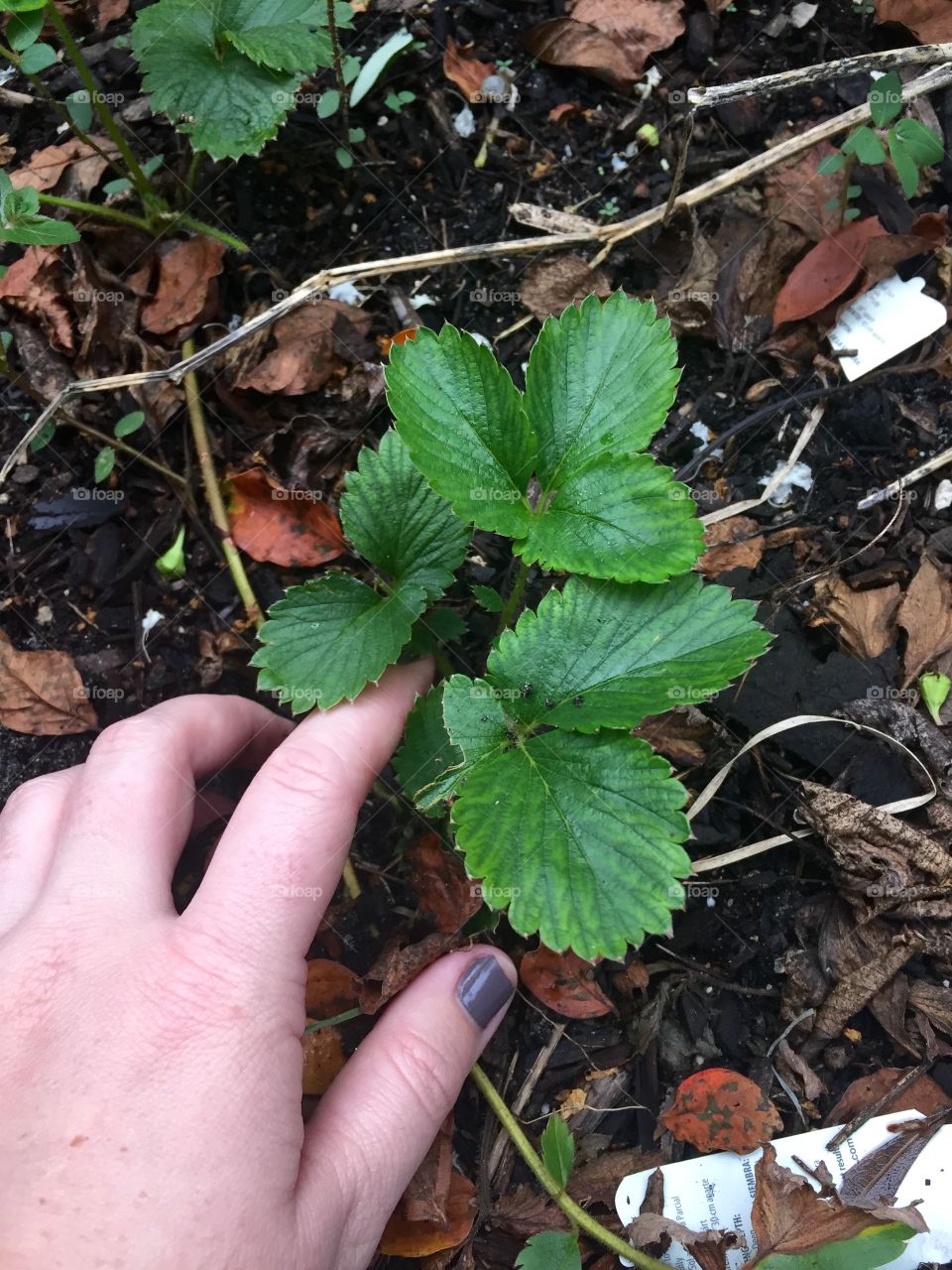 Giving some attention to our strawberry plants after last months harvest