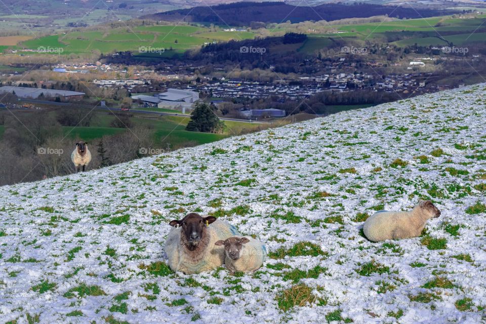 Sheep and lamb on a hill with snow