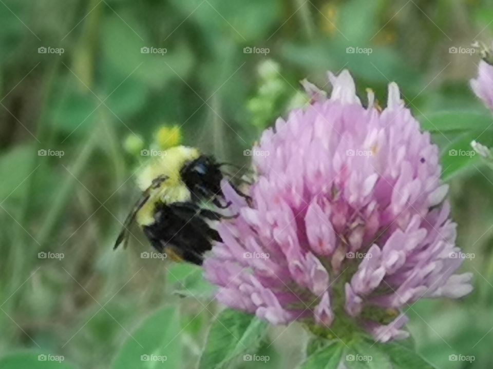 a bee forages a flower. Saint-Lambert. Quebec. Canada