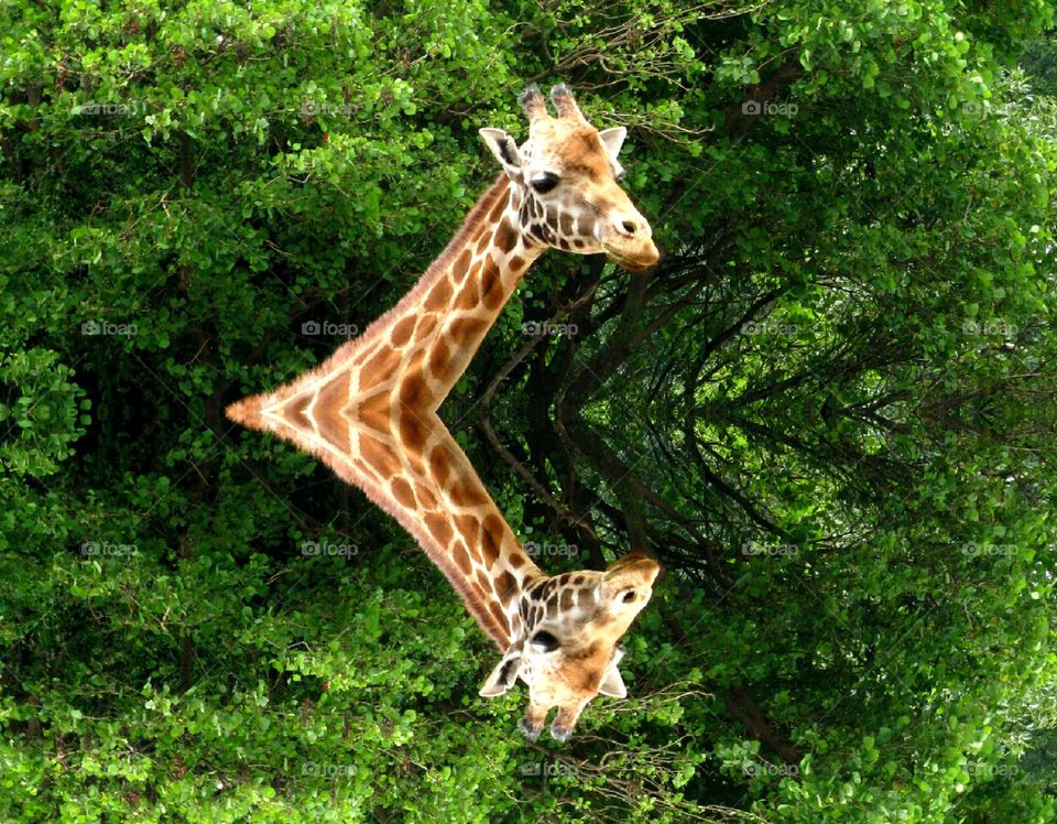 Reflection, reflex. Giraffe 's reflex