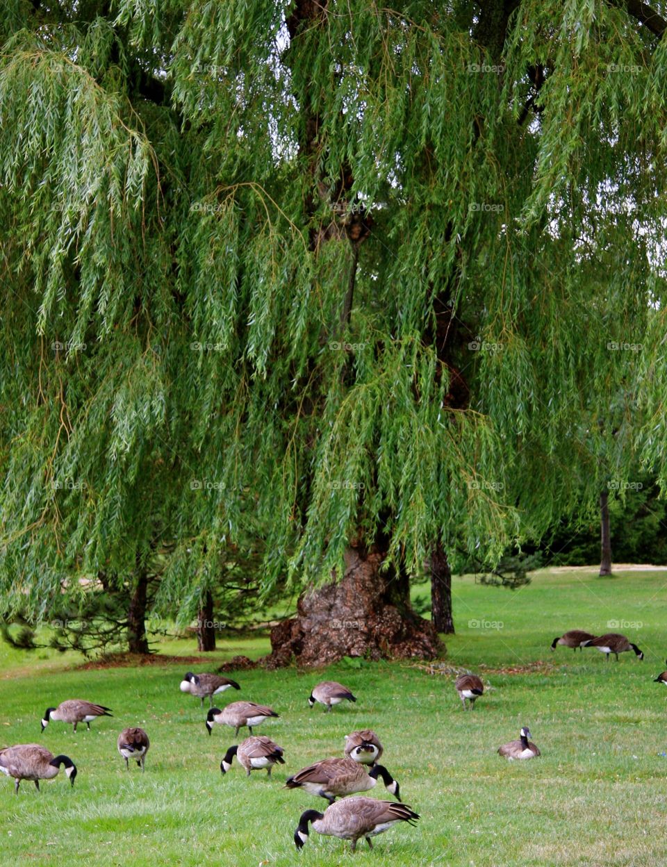 Canadian geese out on the grass under a willow tree