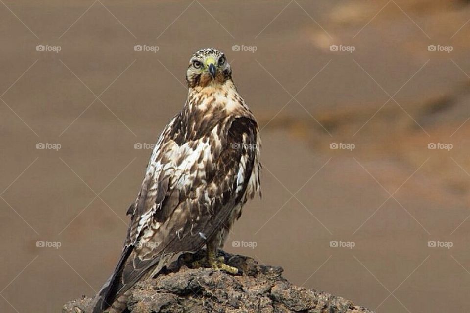 Galapagos hawk