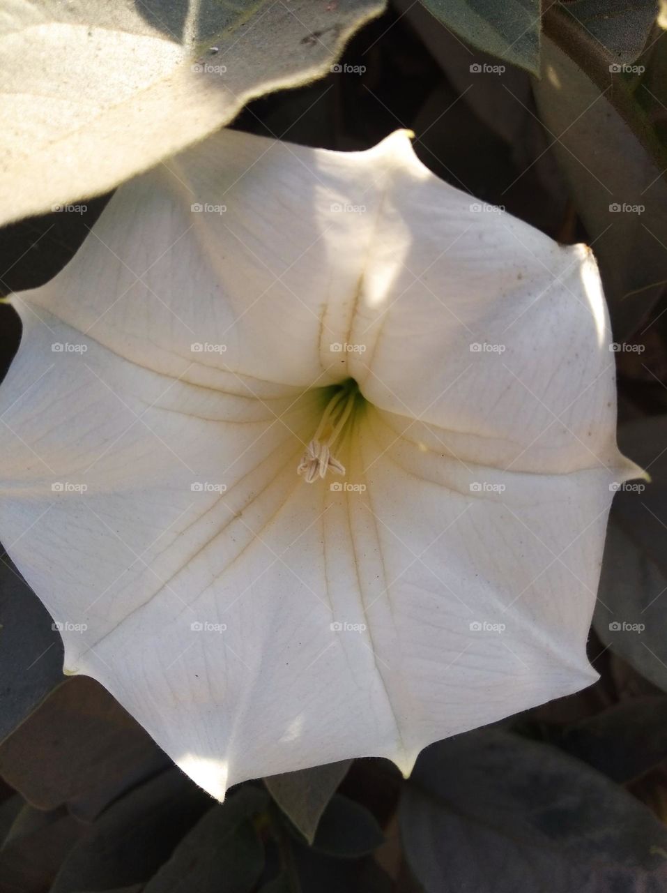 the Datura Flower white in colour looks very beautiful generally found everywhere fresh seasonal looking very beautiful generally found everywhere fresh seasonal very poisonous species