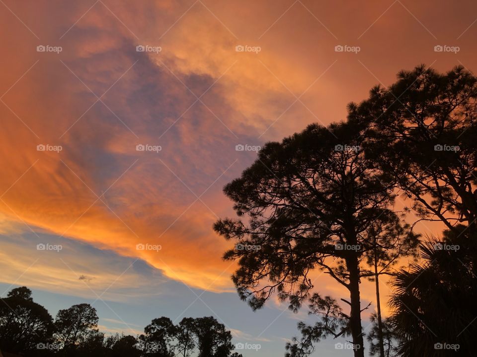 The silhouette of trees in a spectacular orange sunset.