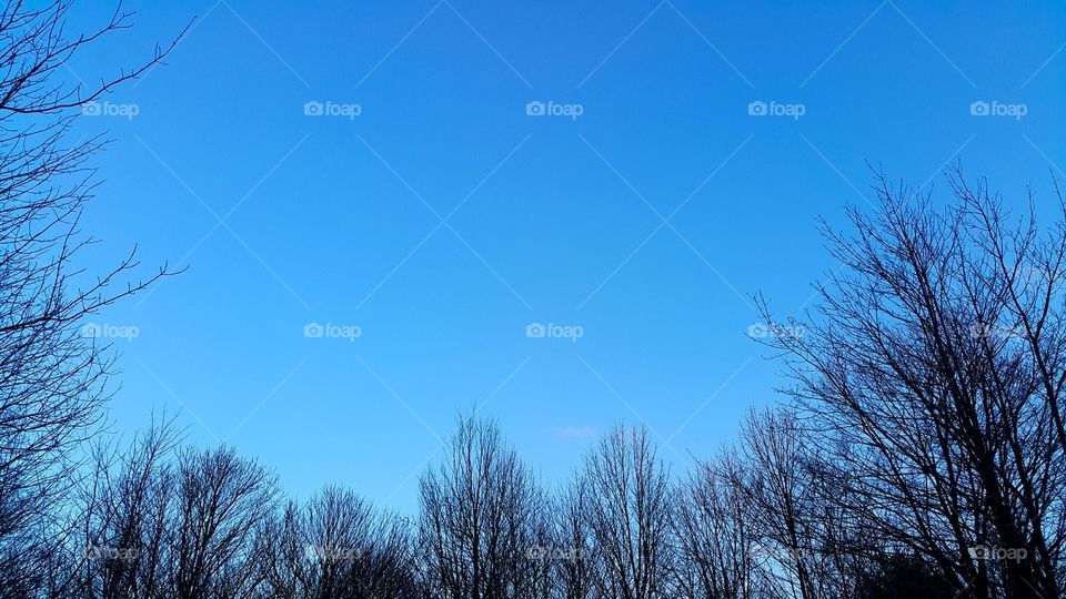 Clear blue sky over a quiet forest in  winter.