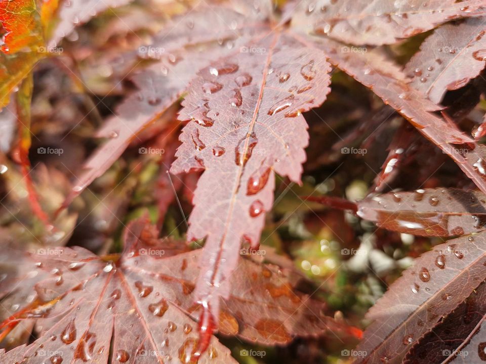 Beautiful dark red/brown wet leaves.