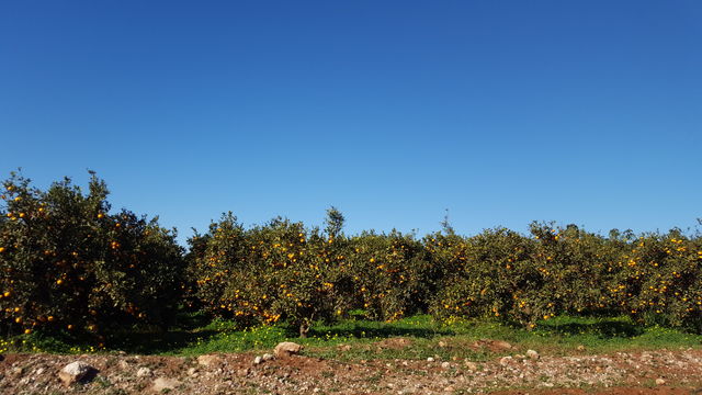 orange tree