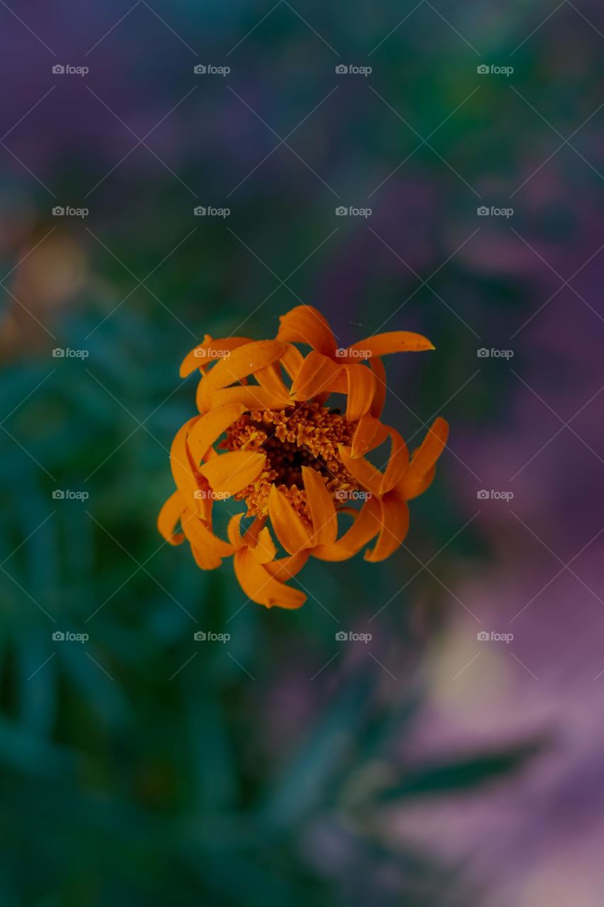 marigold flower with blurry background