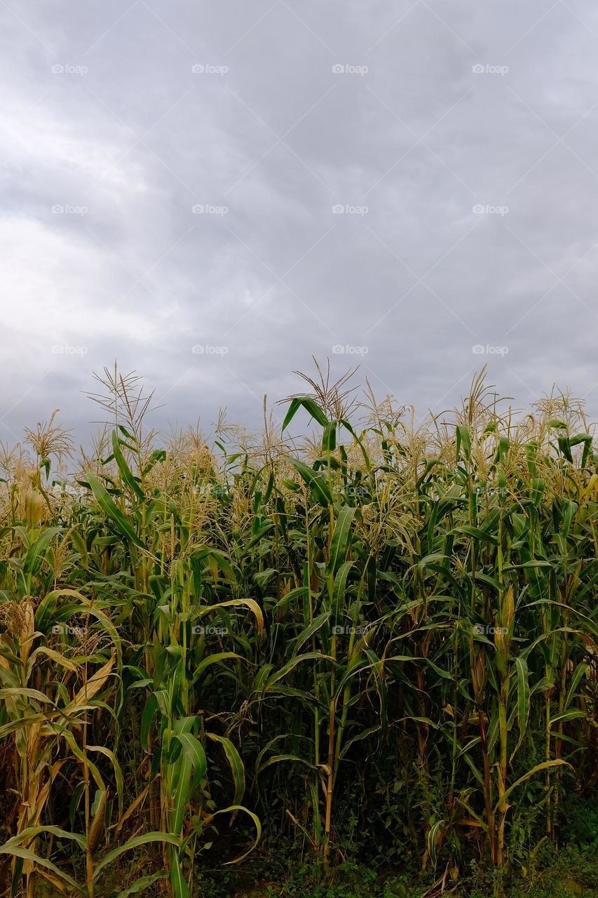 Growing corn