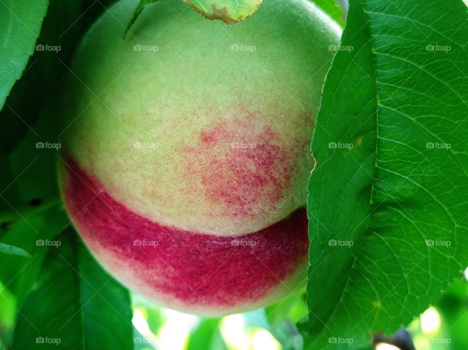 A peach on a branch. close-up.