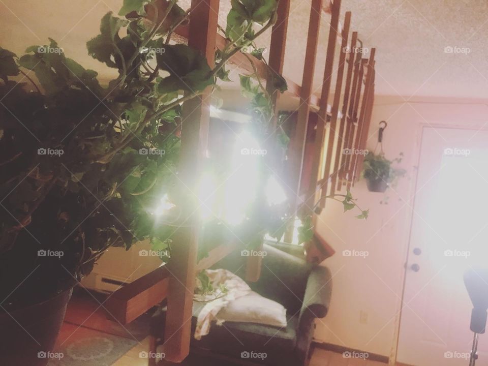 Indoor trellis
