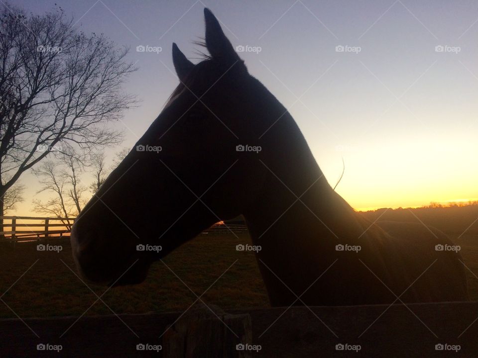 Horse at sunset 
