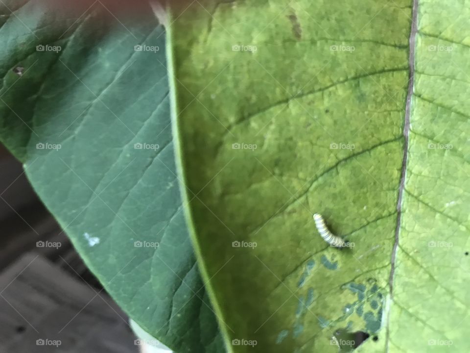 Baby Monarch Caterpillar 