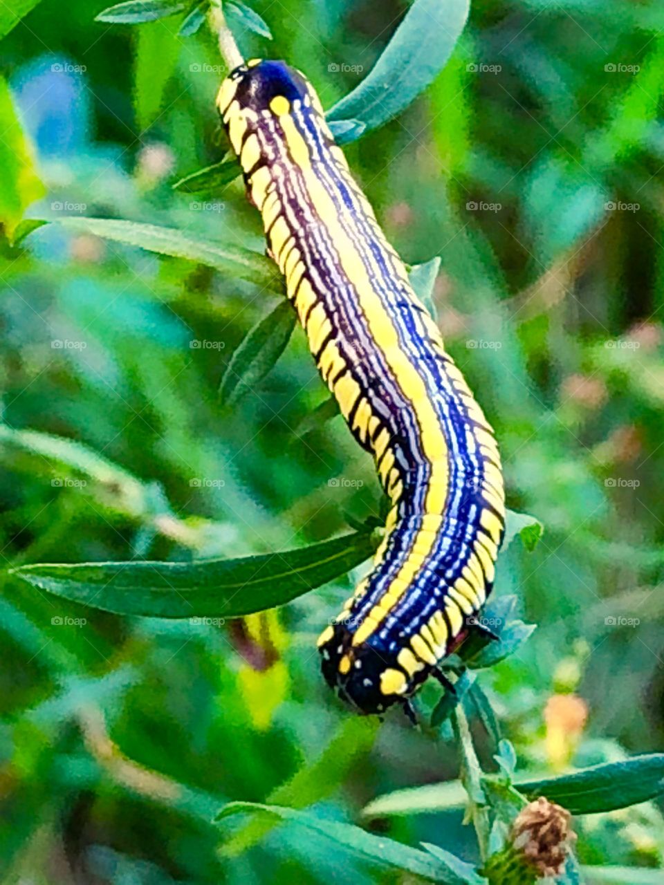 Gorgeous caterpillar