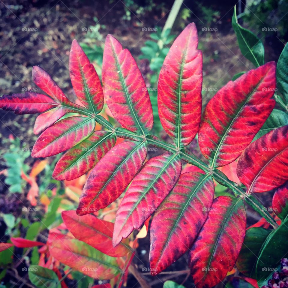 Fall splendor