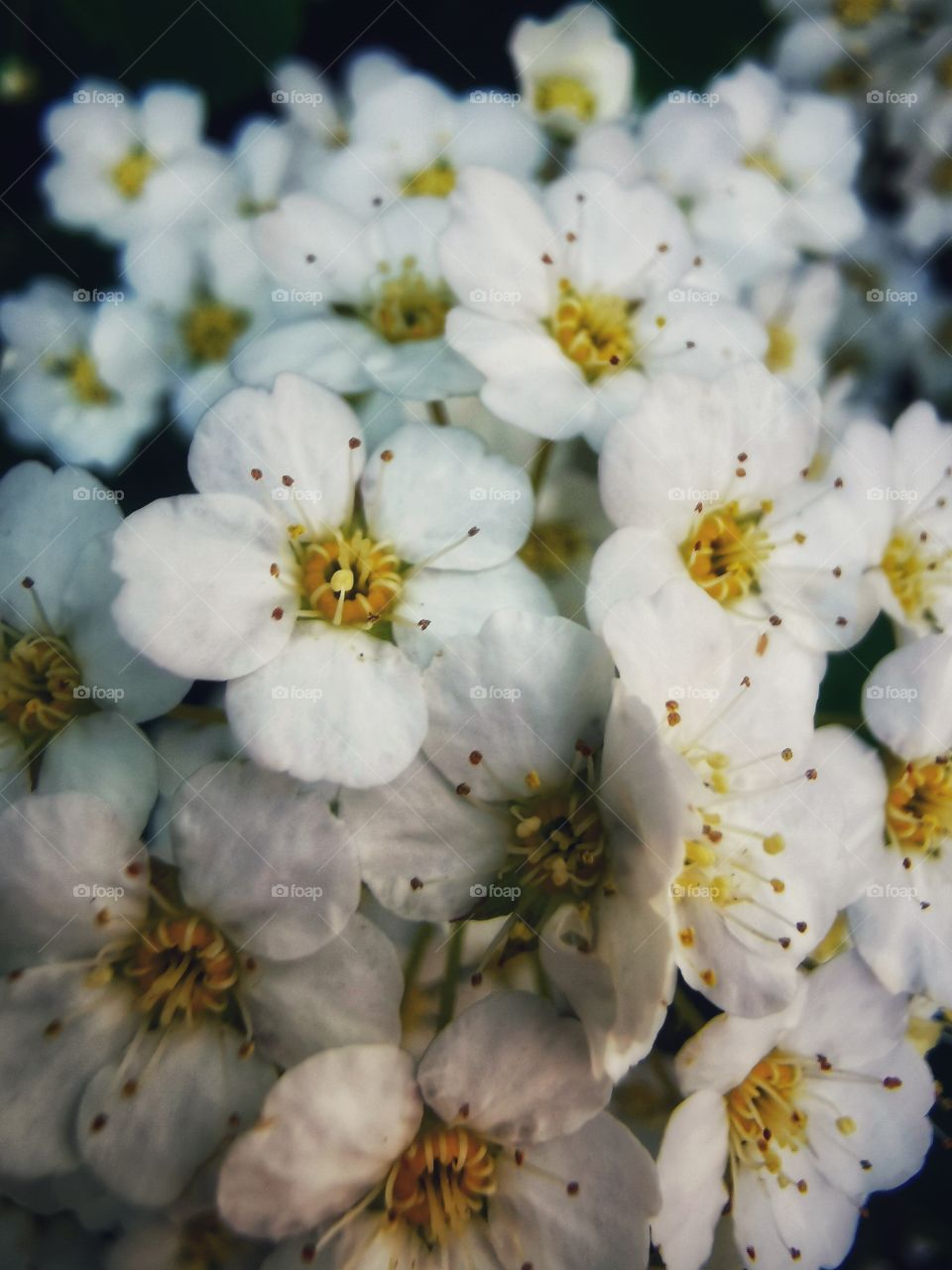 Forest day outdoor nature greens wild forest greens sky clouds moody