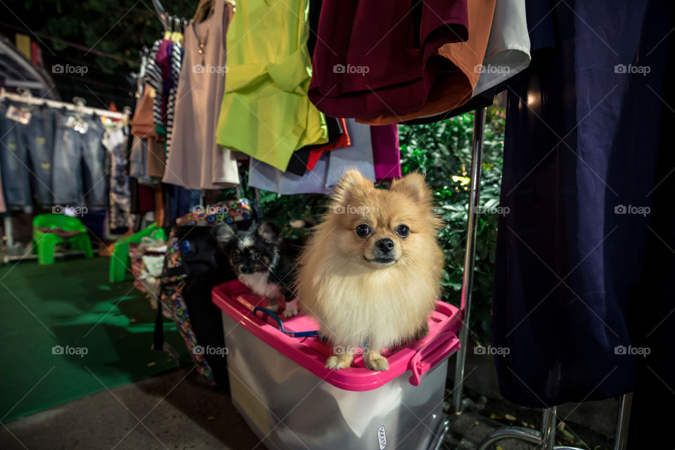 Dog in the store