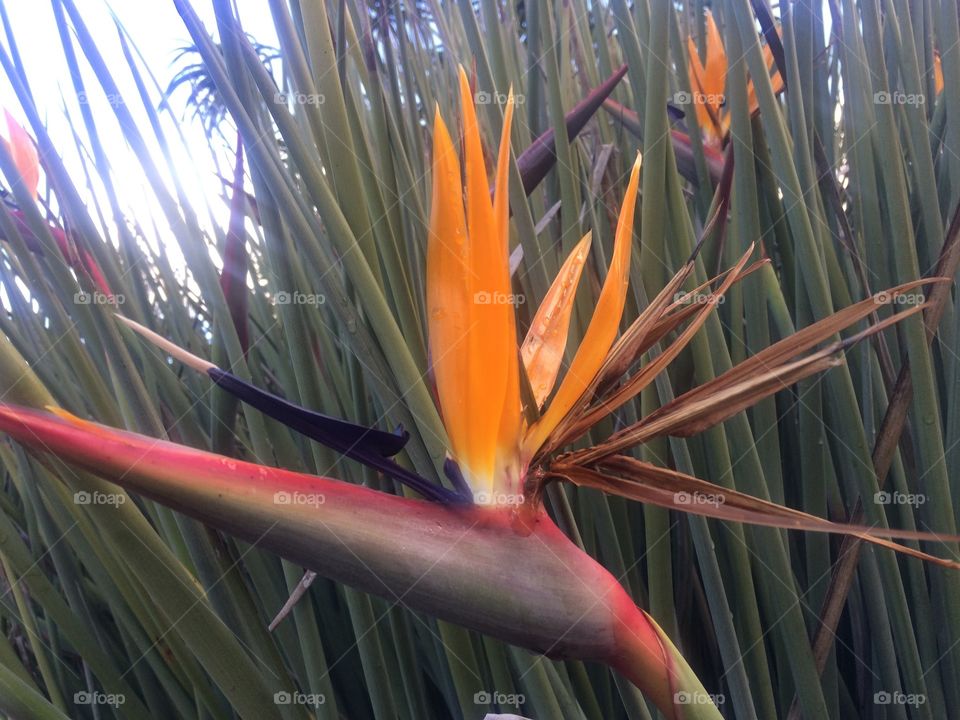 Strelitzia or Crane flower or Bird of Paradise in full bloom in Kirstenbosch Botanical garden in Cape Town in Winter 