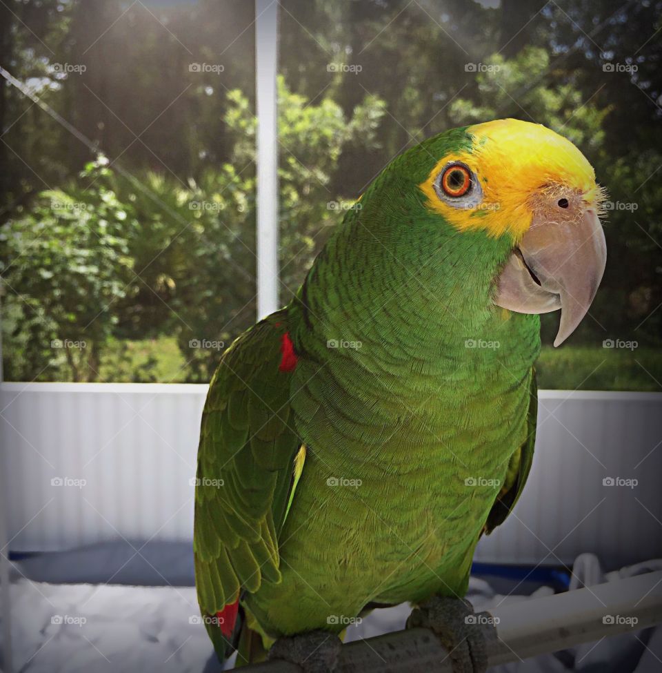 A beautiful bright green pet Parrot basking in the bright sunshine.