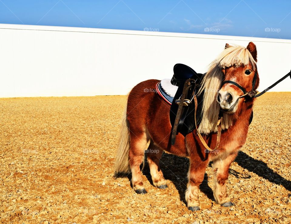 Portrait of icelandic horse