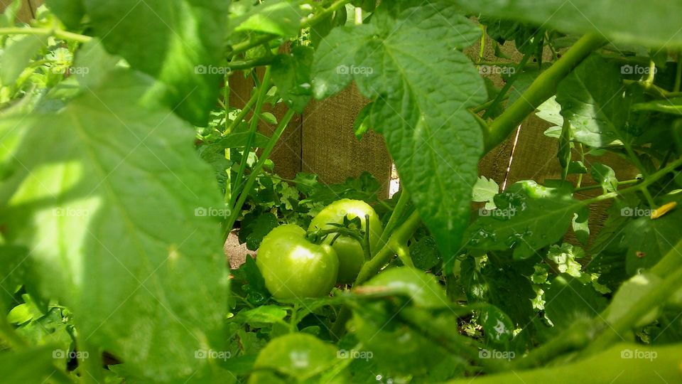 Leaf, Food, Vegetable, Nature, No Person