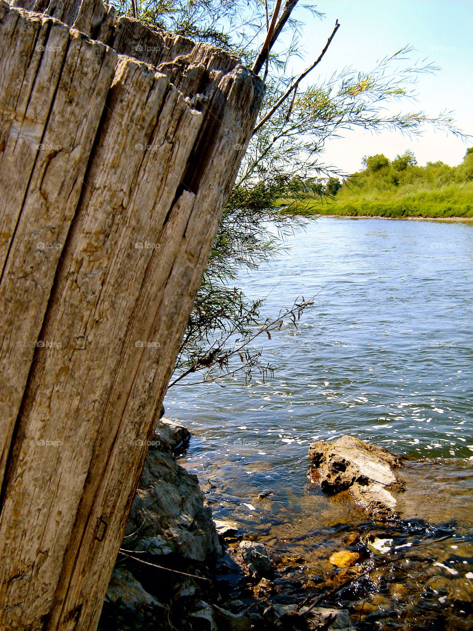 river bank trunk united states by refocusphoto