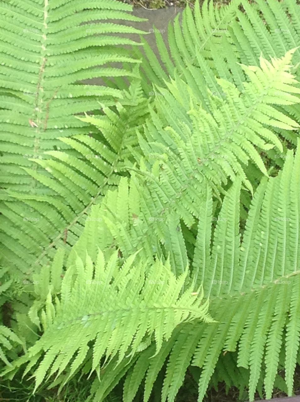 Ferns.