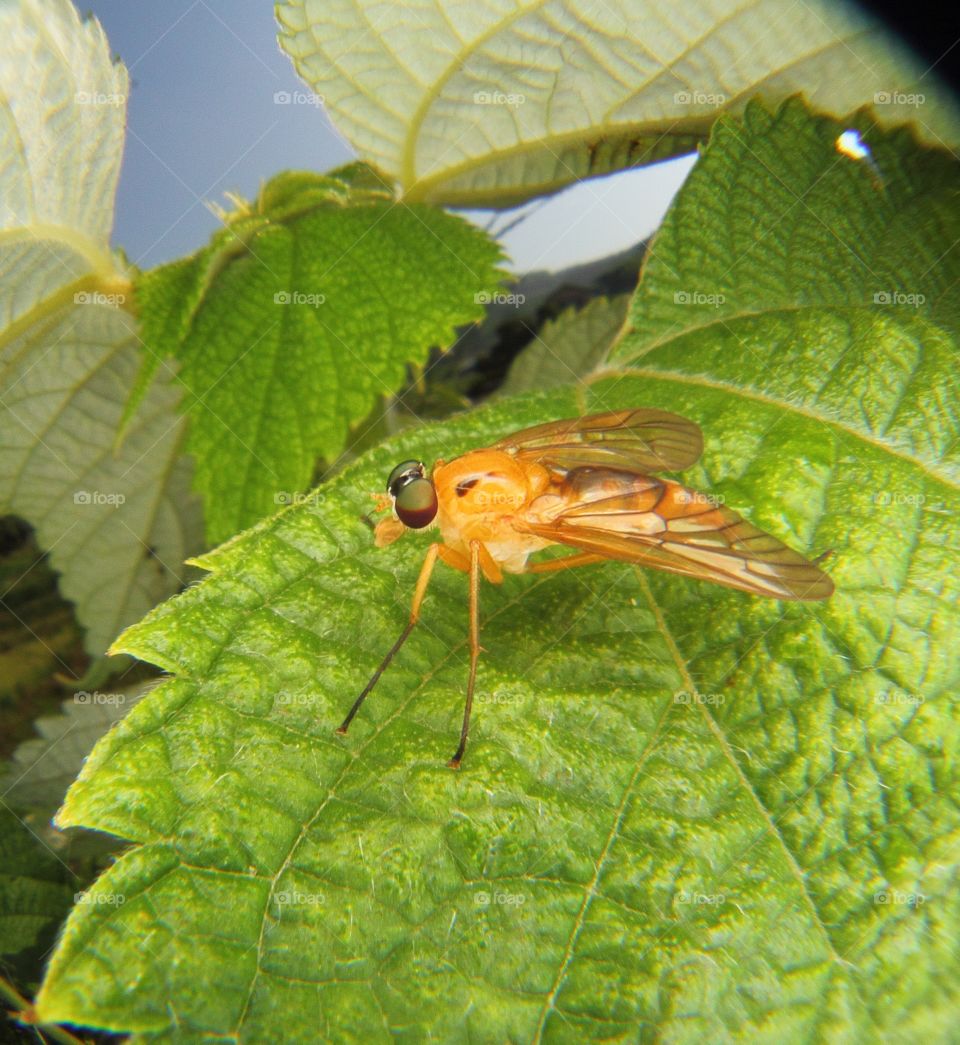 Close-up of a insect on leaf