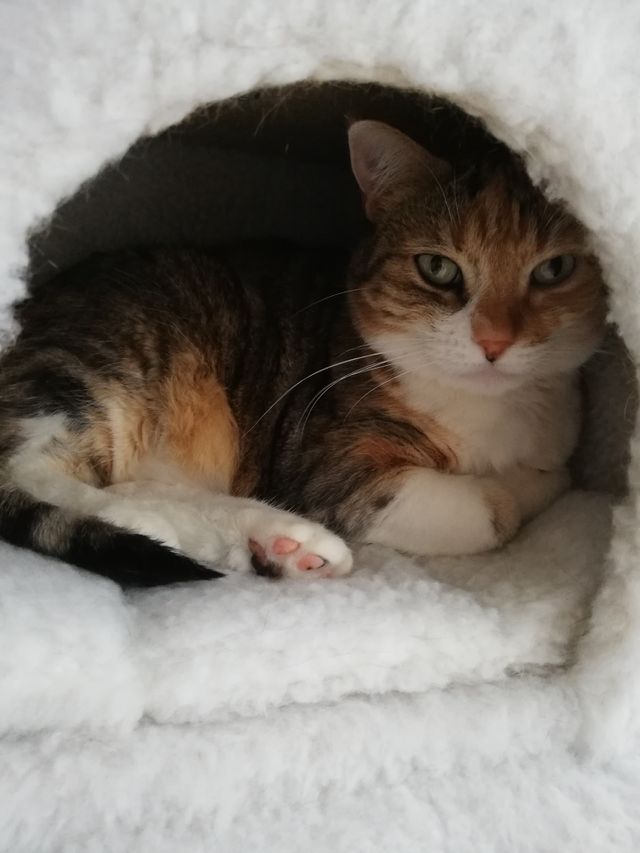 Chat